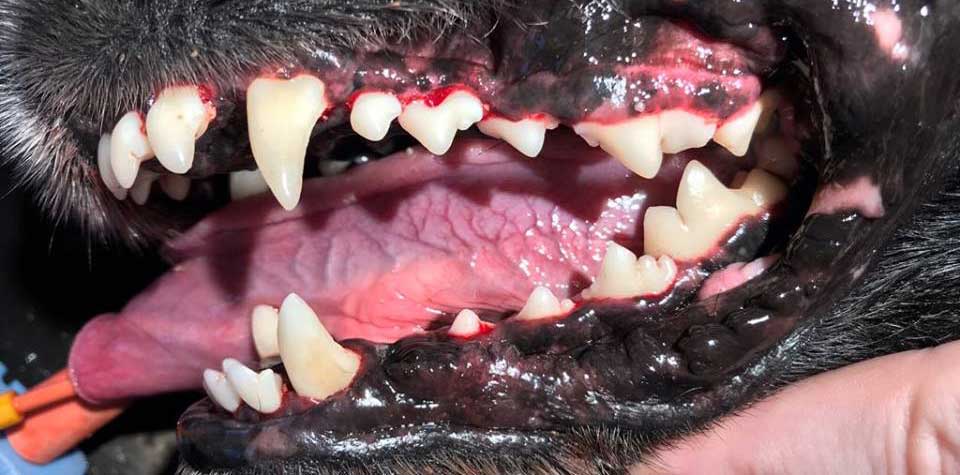 | Tandvård | Tandsten katt & hund
