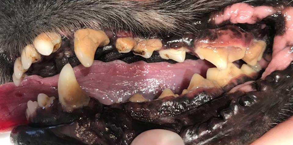 | Tandvård | Tandsten katt & hund